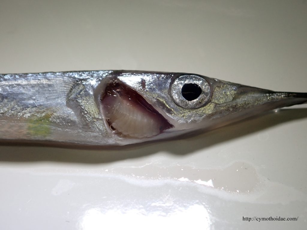 サヨリのエラにいる寄生虫 サヨリヤドリムシ の生態は 生活環は 魚類寄生虫ウオノエの魅力